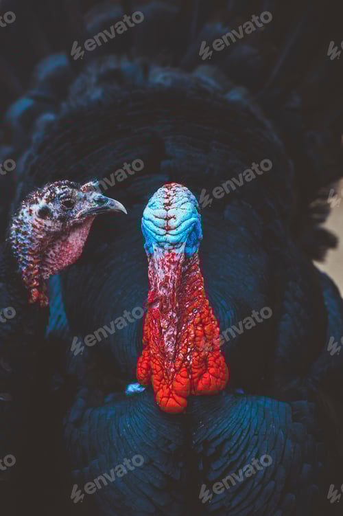 Preview: Turkey with colorful head