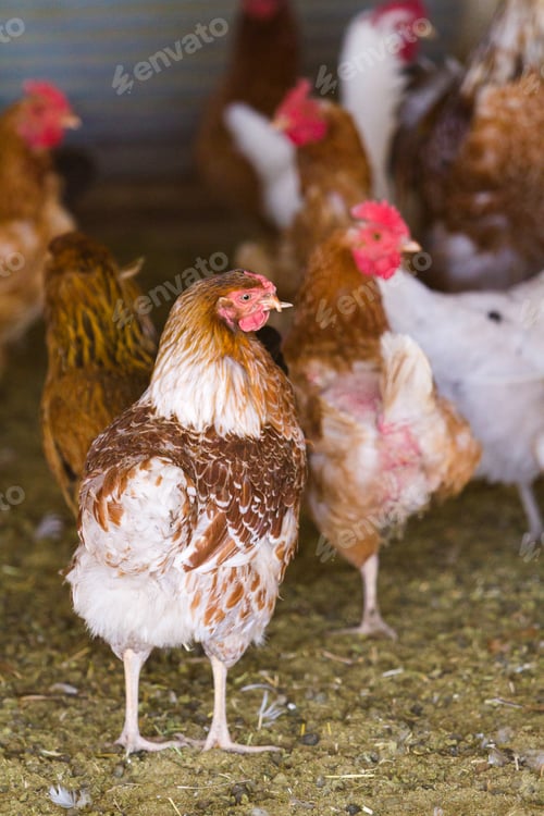Preview: Free range chickens