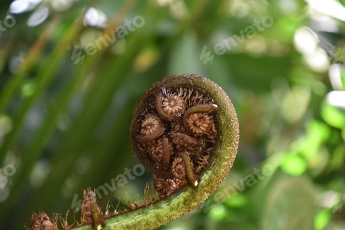Preview: curled up fern sprout