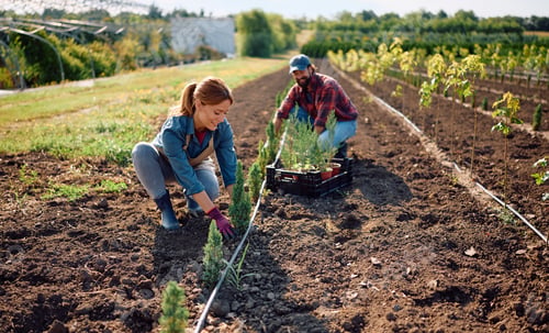 Preview: Happy plant nursery workers planting young trees in the soil.