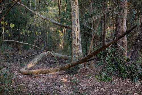 Preview: Kenya Forest Outdoors Textures Plants Vegetaion Park Exteriors Landscapes