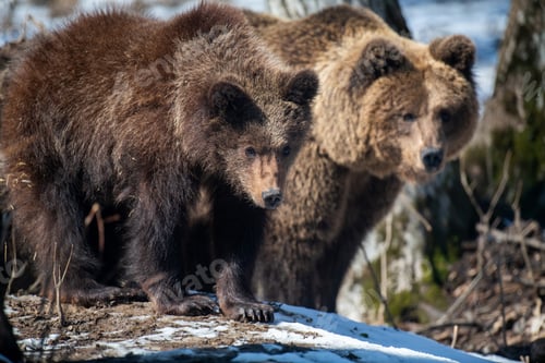 Preview: Wild adult Brown Bear (Ursus Arctos) in the spring forest