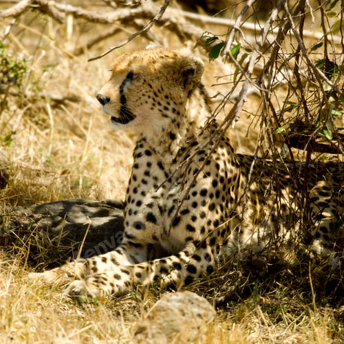 Preview: cheetah Masai mara Kenya