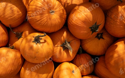 Preview: Large pumpkins lie together in a pile, autumn decoration