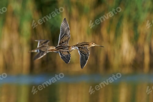 Preview: Common snipe (Gallinago gallinago)