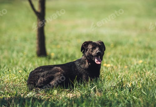 Preview: Black dog sitting on field