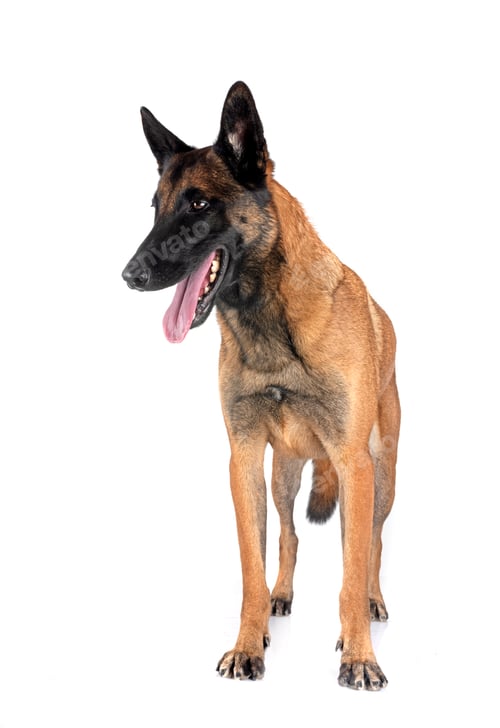 Preview: malinois in studio