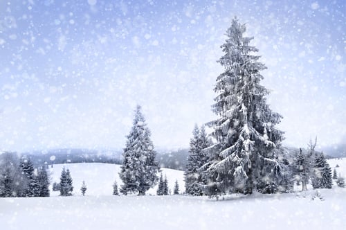 Preview: Snow Covered Trees in Winter Wonderland Landscape