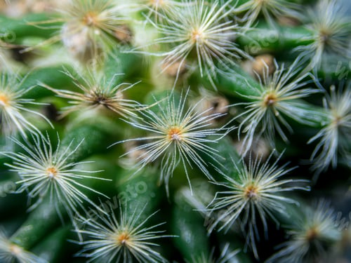 Preview: macro cactus spines texture background