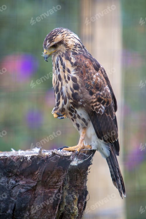 Preview: American Kestrel at a bird sanctuary near Otavalo, Ecuador