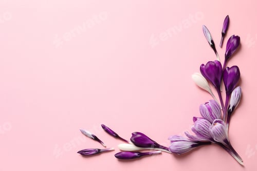 Preview: Frame made of spring crocus flowers on color background, flat lay with space for text