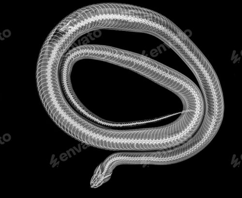 Preview: X-ray of a snake digesting a mouse