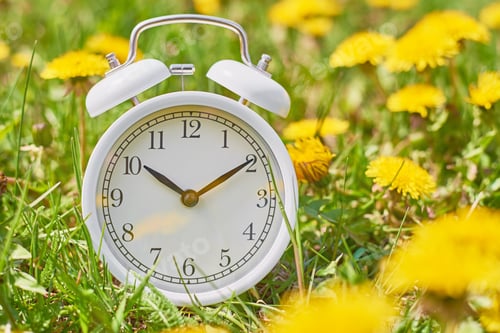 Preview: White vintage alarm clock in the grass with dandelion flowers.