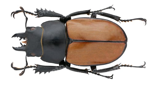 Preview: Insect collection of a stag beetle specimen. Neolucanus sp