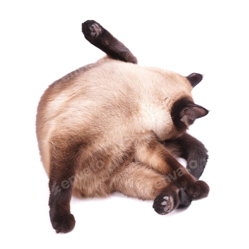 Preview: cat licking fur