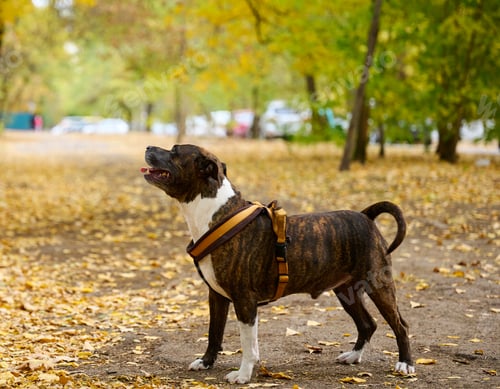 Preview: Dog American pit bull terrier stands in the autumn park. Tongue sticking out of the mouth