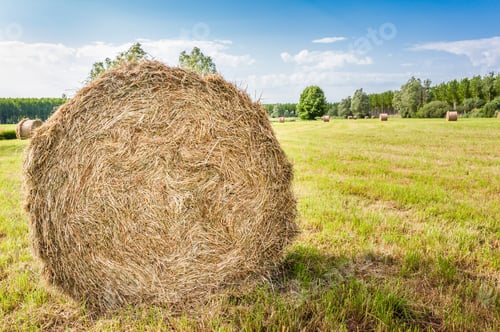 Preview: Hay bale