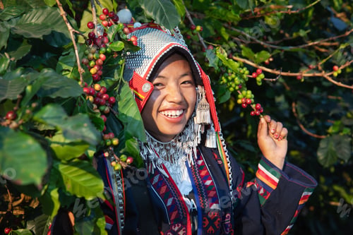 Preview: A smiling woman in traditional ethnic attire stands among coffee plants