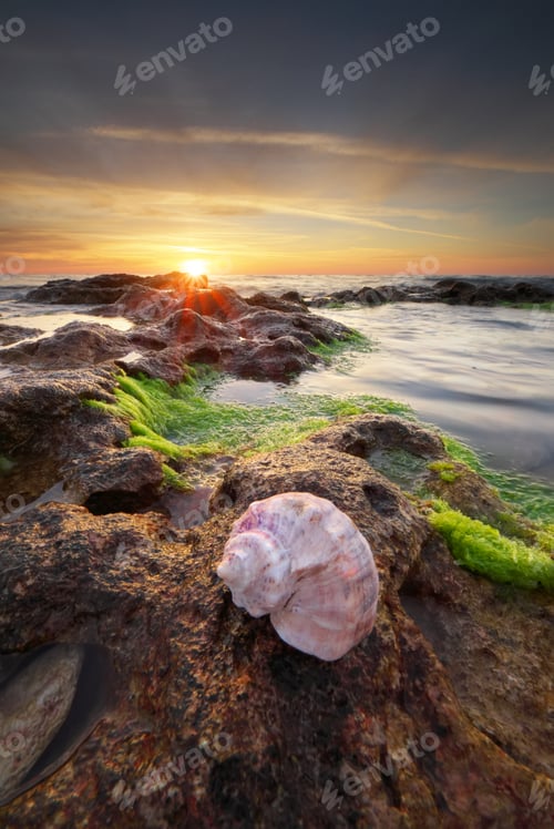 Preview: Beautiful seashells on the beach