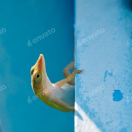 Preview: Closeup shot of a gecko on a blue wall