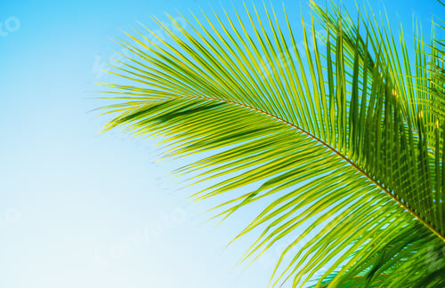 Preview: Palm and sky as a background.