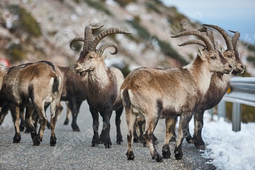 Preview: Herd of mountain horned goats crossing the road. Alpine wildlife. Spain