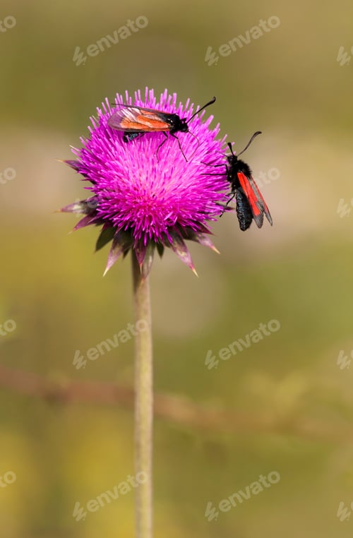 Preview: Summer, nature concept - insects on a purple flower