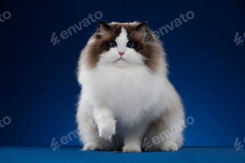 Preview: Adorable fluffy domestic feline in the studio against a dark blue background
