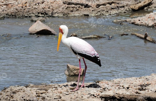 Preview: Yellow billed stork in the African park