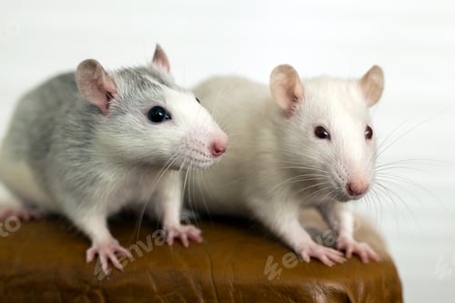Preview: Closeup of two funny white domestic rats with long whiskers