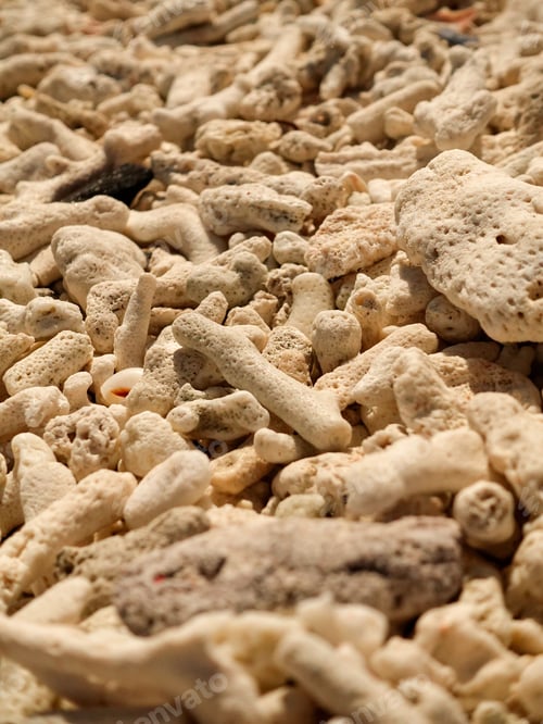 Preview: Close-up of coral pieces on a beach