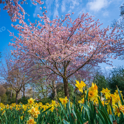 Preview: Beautiful nature scene with blooming tree and sun flare. Spring background