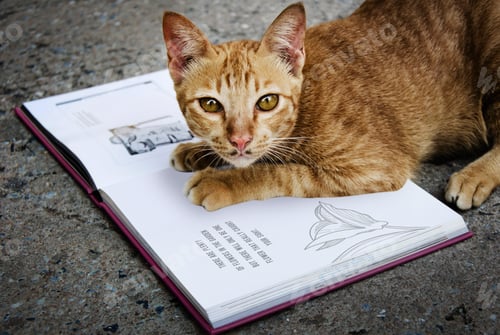 Preview: Yellow cat with opened book