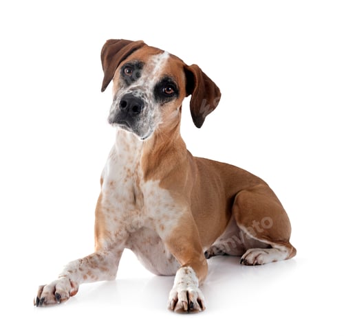 Preview: mixed-breed in studio