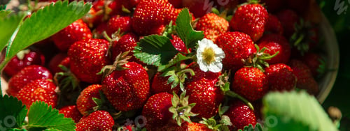 Preview: Harvest strawberries in the garden. Selective focus.