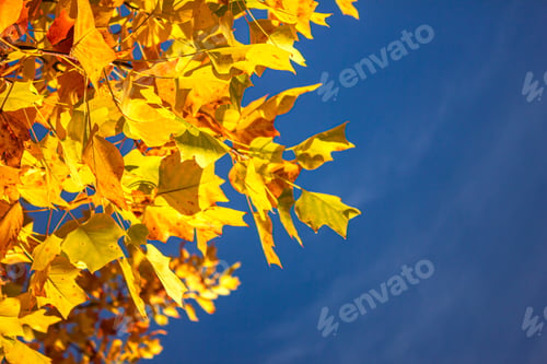 Preview: Autumn leaves over the blue sky background with copy space.