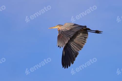 Preview: Great Blue Heron flying in the clear sky