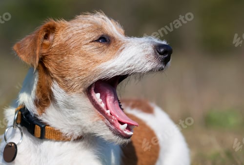 Preview: Laughing happy funny pet dog puppy