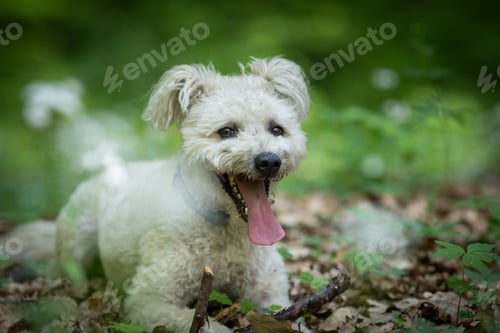 Preview: cute little pumi dog enjoying the outdoors