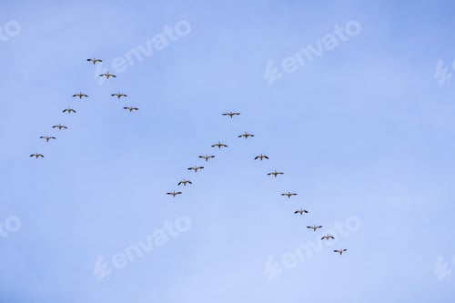Preview: Snow geese "V" formations