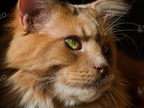 Preview: Close-up of a Maine Coon cat with green eyes.