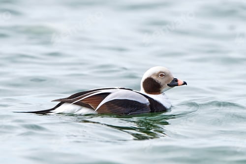 Preview: Long-tailed duck (Clangula hyemalis)