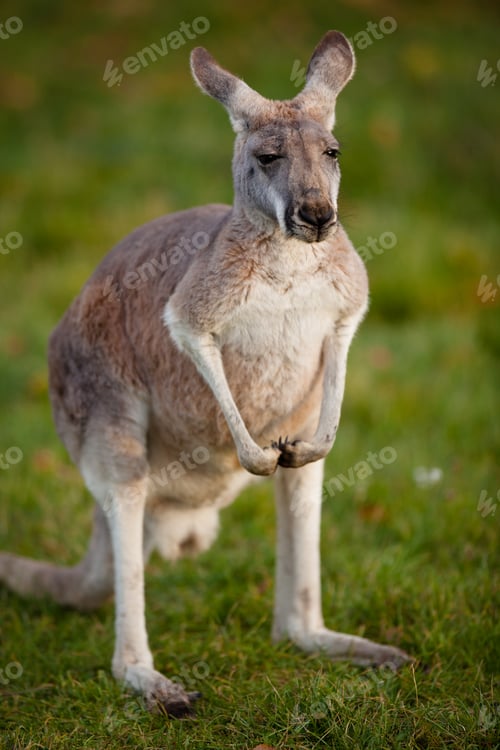 Preview: KANGAROO