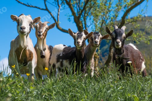 Preview: Goats in the meadow