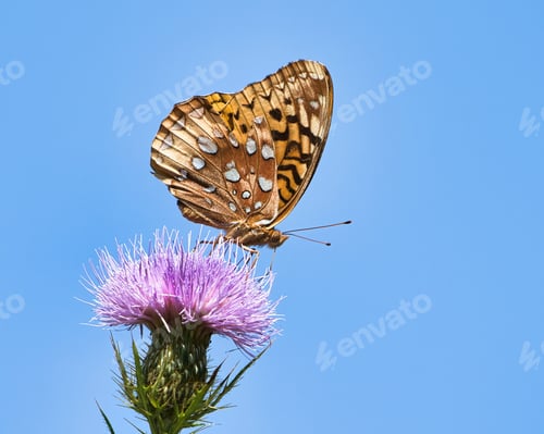 Preview: Close-up of a Great Spangled Fritillary Butterfly perched on a purple flower
