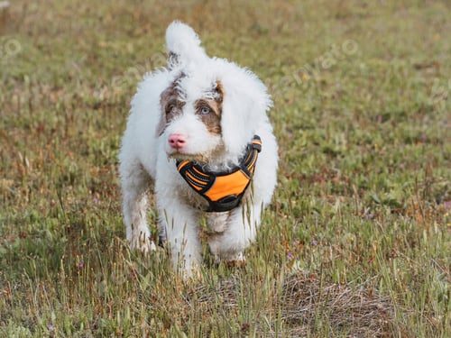 Preview: Woolly white puppy walking over a meadow