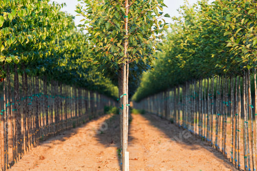 Preview: A tree nursery, rows of young sapling trees being grown