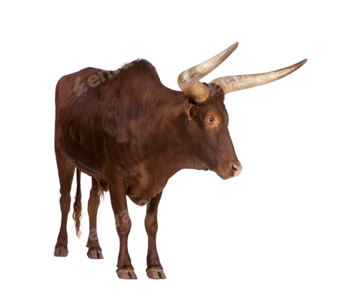 Preview: Ankole-Watusi