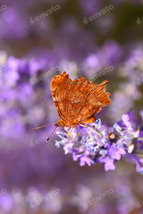 Preview: Butterfly on blooming lavender flowers closeup