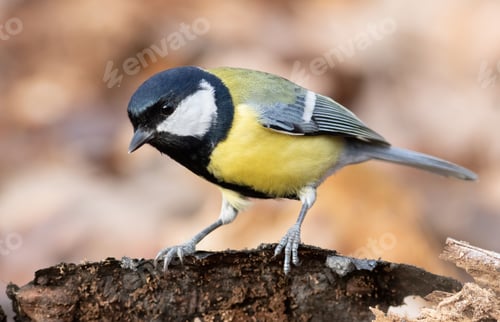 Preview: Great tit, Parus major. A bird sits on the bark of a fallen tree